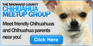 The Broward County Chihuahua Meetup Group
